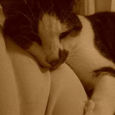 Huskat Pjevs *Bort givet* :'[ <3