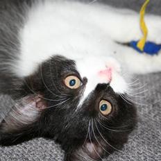 Blanding af racer Gismo