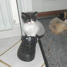 Blanding af racer Gismo