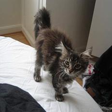 Maine Coon DK Dalibro´s *Sahara* -