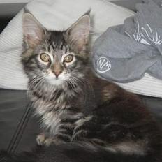 Maine Coon DK Dalibro´s *Sahara* -
