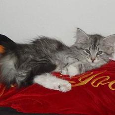 Norsk Skovkat Stjernehimmel