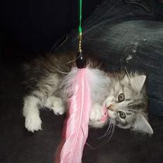 Norsk Skovkat Stjernehimmel