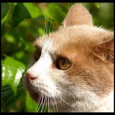 Blanding af racer Nala