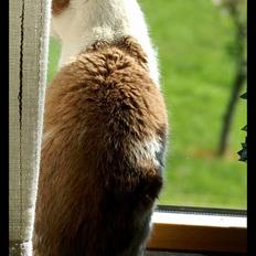 Blanding af racer Nala