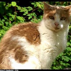 Blanding af racer Nala