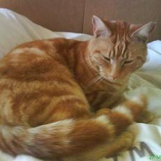 Blanding af racer Mini-Max