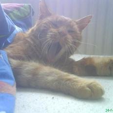 Blanding af racer Mini-Max