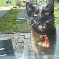 Blanding af racer Tulle <3