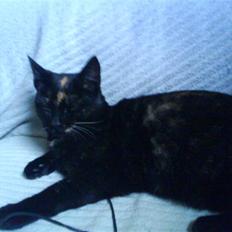 Blanding af racer Tulle <3