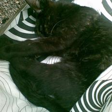 Blanding af racer Tulle <3