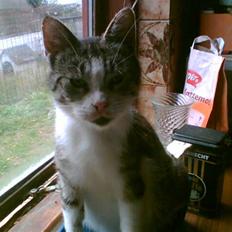 Blanding af racer denise