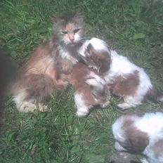 Blanding af racer dalle og familie