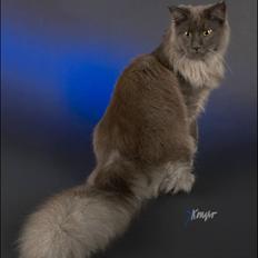 Maine Coon Ankicoon´s Jamaica Sunset