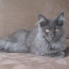 Maine Coon Ankicoon´s Jamaica Sunset