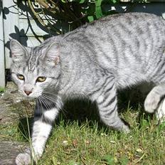 Blanding af racer Findus