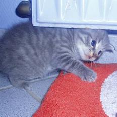 Huskat Toddie | Død :'/