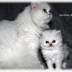 Perser duchess