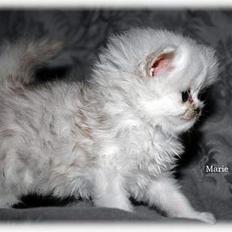 Perser duchess