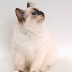 Hellig Birma DK*Svanesøen's Star Rediz