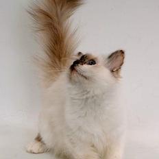 Hellig Birma DK*Svanesøen's Star Rediz