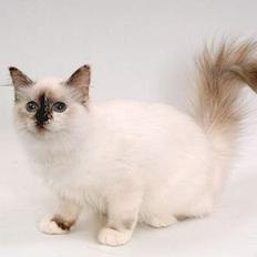 Hellig Birma DK*Svanesøen's Star Rediz