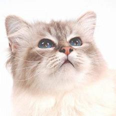 Hellig Birma DK*Svanesøen's Iznogut 