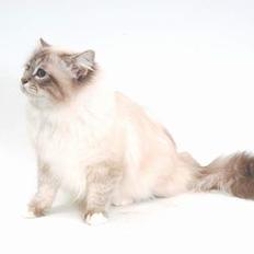 Hellig Birma DK*Svanesøen's Iznogut 