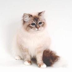 Hellig Birma DK*Svanesøen's Iznogut 