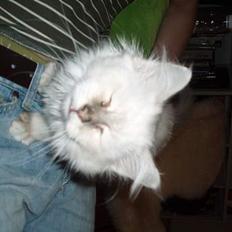 Hellig Birma Pistacie ( Khin-Mya´s)