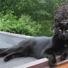 Blanding af racer Stumpi