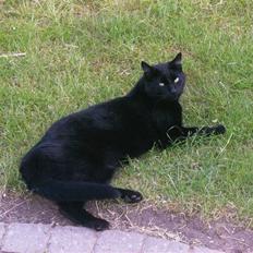 Blanding af racer Stumpi