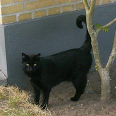 Blanding af racer Stumpi