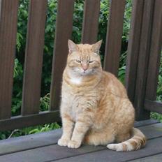 Blanding af racer Tykke*DØD*