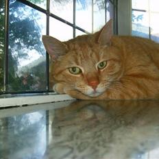 Blanding af racer Tykke*DØD*