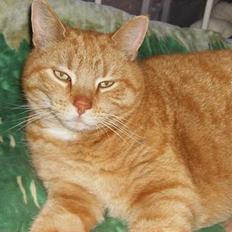 Blanding af racer Tykke*DØD*