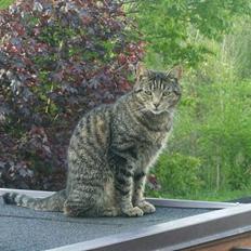 Blanding af racer Fjoller