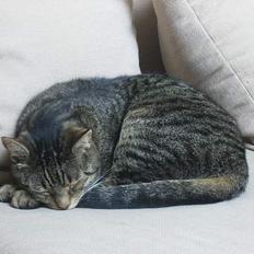 Blanding af racer Fjoller