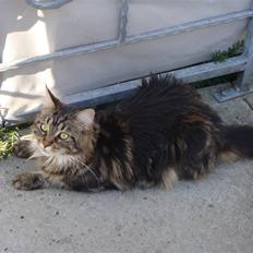Maine Coon Sille RIP