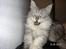 Maine Coon Twinkle  R.I.P - he he he he 