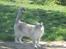 Huskat Kitty