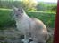 Huskat Kitty