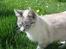 Huskat Kitty
