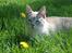 Huskat Kitty