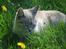Huskat Kitty