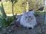 Maine Coon Twinkle  R.I.P - ligger lige og holder øje med det hele