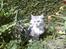 Maine Coon Twinkle  R.I.P - Her kan jeg holde øje med fuglene