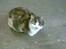 Huskat ¤Lille Mis¤