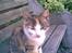 Huskat ¤Lille Mis¤