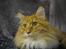 Maine Coon Ferdinand